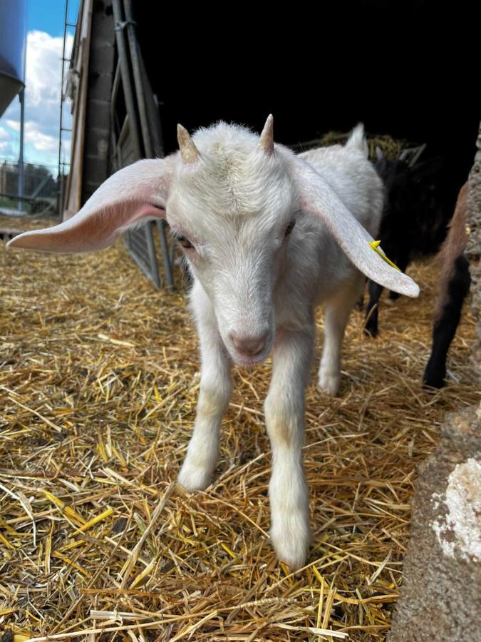 Gite "Le Couchant" Gras Zewnętrze zdjęcie