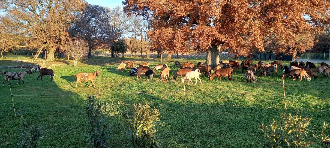 Gite "Le Couchant" Gras Zewnętrze zdjęcie